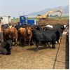 Image 1 : ID Dairies/Ranches - 135 Cows - Burley, ID