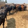 Image 3 : ID Dairies/Ranches - 135 Cows - Burley, ID
