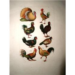 French Rooster Engraving Hand Colored 19th C. #1978423