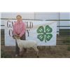 Image 1 : Dorothy Bolinger - Market Lamb