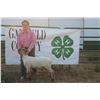 Image 1 : Dorothy Bolinger - Market Lamb