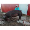 Image 1 : Nolan Kamerman - Swine