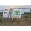 Image 1 : Ari Miller - Reserve Champion WF Market Lamb