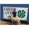 Image 1 : Braxton Wilson - Market Lamb
