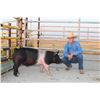 Image 1 : Dalton Bliss - Swine