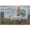 Image 1 : Katelyn Murnion - Market Lamb
