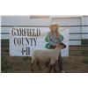 Image 1 : Reese Witt - Market Lamb