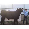 Image 1 : Everett O’Connor - Market Steer