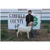 Image 1 : Hunter McWilliams - Market Lamb