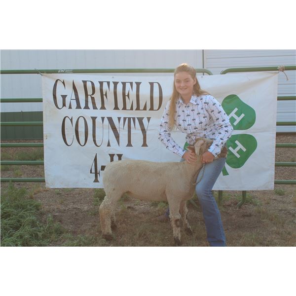 Gracie Phipps - Market Lamb