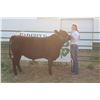 Image 1 : Gracie Phipps - Market Beef