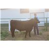 Image 1 : Garret Bliss - Market Beef