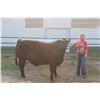 Image 1 : Kateri Stroh - Grand Champion Market Beef