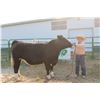 Image 1 : Parmalee Stroh - Market Beef