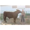 Image 1 : Shimmin Stroh - Market Beef
