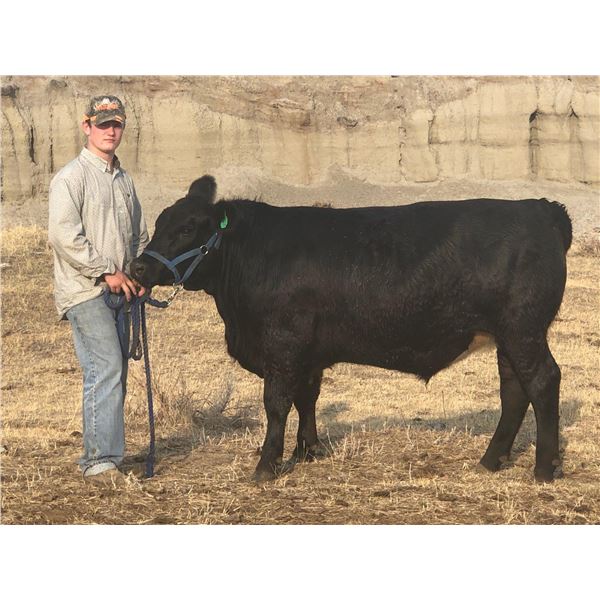 Kalab Bollinger - Steer