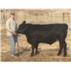 Image 1 : Kalab Bollinger - Steer