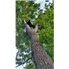 Image 5 : 2021 Wisconsin black bear hunt Zone B      Youth or Certified disabled hunter