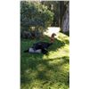 Image 6 : 2021 Wisconsin black bear hunt Zone B      Youth or Certified disabled hunter