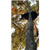 Image 7 : 2021 Wisconsin black bear hunt Zone B      Youth or Certified disabled hunter