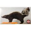 Image 1 : Taxidermy Skunk (16"H x 6"W x 24"D)