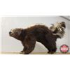 Image 2 : Taxidermy Skunk (16"H x 6"W x 24"D)
