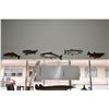 Image 1 : TAXIDERMY FISH: CHINOOK, KOHO & ATLANTIC SALMON & STEELHEAD & BIG MOUTH BASS (5 PCS)