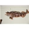 Image 3 : TAXIDERMY FISH: CHINOOK, KOHO & ATLANTIC SALMON & STEELHEAD & BIG MOUTH BASS (5 PCS)