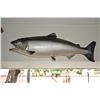 Image 4 : TAXIDERMY FISH: CHINOOK, KOHO & ATLANTIC SALMON & STEELHEAD & BIG MOUTH BASS (5 PCS)