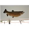 Image 5 : TAXIDERMY FISH: CHINOOK, KOHO & ATLANTIC SALMON & STEELHEAD & BIG MOUTH BASS (5 PCS)