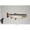 Image 6 : TAXIDERMY FISH: CHINOOK, KOHO & ATLANTIC SALMON & STEELHEAD & BIG MOUTH BASS (5 PCS)