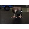 Image 1 : BRONZE BIRD