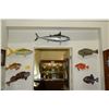 Image 1 : TAXIDERMY FISH (7 PCS)