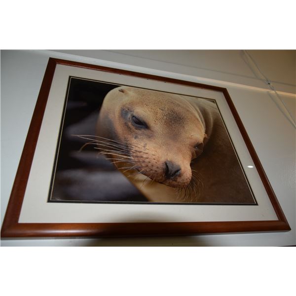 KOA FRAMED BABY SEAL PRINT (21 1/2" X 25 1/2")