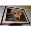 Image 1 : KOA FRAMED BABY SEAL PRINT (21 1/2" X 25 1/2")