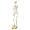 Image 1 : SKELETON STANDING