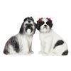 Image 1 : SHIH TZU SP
