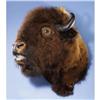 Image 1 : BELLOWING AMERICAN BISON SHOULDER MOUNT
