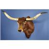 Image 1 : TEXAS LONGHORN SHOULDER MOUNT