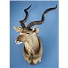 Image 1 : SOUTHERN GREATER KUDU SHOULDER MOUNT