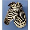Image 1 : ZEBRA SHOULDER MOUNT