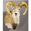 Image 1 : LARISTAN MOUFLON RAM SHOULDER MOUNT