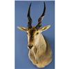 Image 1 : RECORD-BOOK ELAND SHOULDER MOUNT