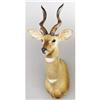 Image 1 : LESSER KUDU SHOULDER MOUNT