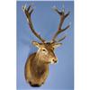 Image 1 : 7 x 7 RED STAG SHOULDER MOUNT