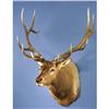 Image 1 : 8 x 6 RECORD ELK SHOULDER MOUNT