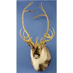 DOUBLE SHOVAL CARIBOU SHOULDER MOUNT