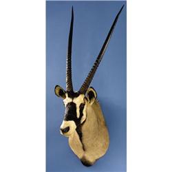 KALAHARI GEMSBUCK SHOULDER MOUNT