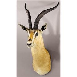 SOUTHERN GRANT'S GAZELLE SHOULDER MOUNT