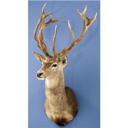 RED STAG SHOULDER MOUNT